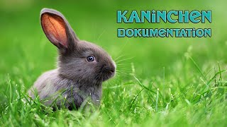 Kaninchen Dokumentation Deutsch Hasen Doku Artgerechte Kaninchenhaltung Haustiere Doku Kinder [upl. by Allerus972]