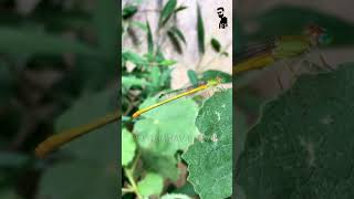 Butterfly  ಚಿಟ್ಟೆ  Yellow waxtail damselfly  Insects  Nature  Raghav Pravir [upl. by Bat869]