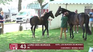 Sprinter Sacré Show 2021  Lot 43  Lord Des Bordes [upl. by Hahnert]