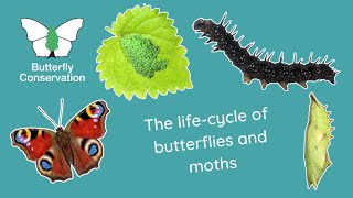 The Life Cycle of Butterflies and Moths [upl. by Niletac]