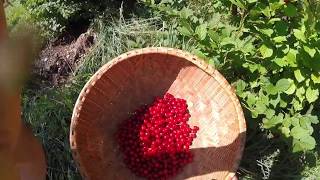 Our easiest most reliable cherry  nanking bush cherry [upl. by Ynar]