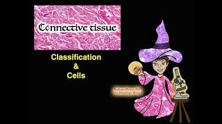 Connective Tissue Classification and Cells [upl. by Yelehsa492]