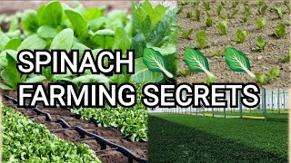 Spinach Farming Explained for Beginners [upl. by Koeppel]