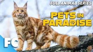 Pets In Paradise 1926  Season 2 Episode 06 One Cool Cat  Full Animal Pet Dog TV Show  FC [upl. by Esinereb]