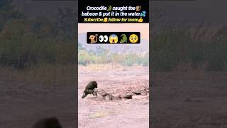 Crocodile🐊caught the baboon😱  crocodile attacks  baboon attack  Wildshikaari007  shorts [upl. by Nuahsor]