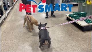 Taking my dog to PetSmart [upl. by Cantlon667]