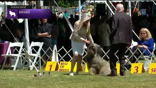 Briards  Breed Judging 2022 [upl. by Aipotu725]