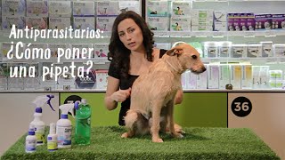 Antiparasitarios Pipetas para perros y gatos  Tiendanimal [upl. by Akenehs]