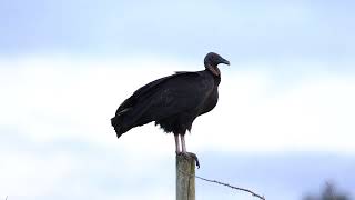 Jote de cabeza negra  Coragyps atratus [upl. by Dew]