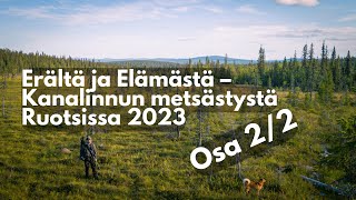 Metsäkanalintujen metsästystä Ruotsissa 2023 OSA 2 [upl. by Leuneb]