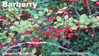 ⟹ BARBERRY  Berberis thunbergii  A very thorny plant an really hard to remove heres why [upl. by Jeffy]