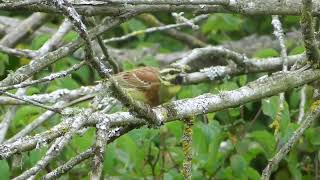 Cirl Bunting  Zaunammer  Emberiza cirlus  singing [upl. by Tonie]