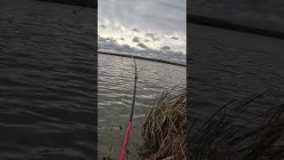 Decent Walleye fishing mychannel freshwaterfish shorts walleye blowup pikefishing [upl. by Ynohtna539]