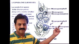 First Year  Chapter 9  Kingdom Plantae  Part 9  Class Lycopsida  Club Mosses [upl. by Entroc39]