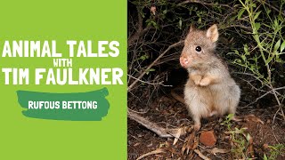 ANIMAL TALES WITH TIM FAULKNER  Rufous Bettong [upl. by Darnall]