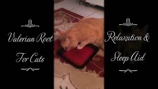 Valerian Root For Cats SUBSCRIBE✅ LIKE👍 RING BELL🔔 SHARE  THANKS💖 [upl. by Aenotna]