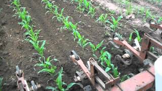 Ford 5000 Cultivating Corn 2011 [upl. by Mcknight854]