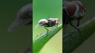 Single Fly Sound  Buzzing [upl. by Garcia]