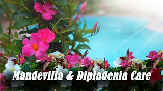 Mandevilla amp Dipladenia Care  Outdoor amp Indoor Care of Mandevilla amp Whats The Difference [upl. by Boyes]