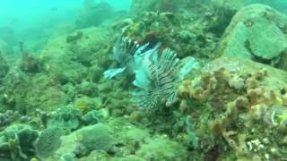 Spearfishing NSW Australia [upl. by Sigsmond912]