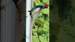 🇯🇵 Green Pheasant Phasianus versicolor in Pheasant Family Phasianidae Observed in Description [upl. by Huda730]