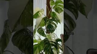 Monstera Albo Plant Care plants [upl. by Attaynek]