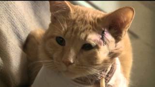 Hes my sons little hero Cat takes a bullet and saves 3 year old in York [upl. by Nyleuqcaj]