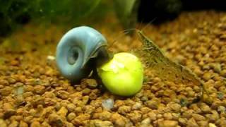 Blaue Posthornschnecke frisst Erbse  blue ramshorn snail  Planorbella duryi [upl. by Julide]