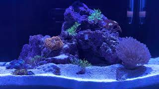 My 5 gallon Pico Reef Tank Lofi chill vibes [upl. by Saxe]