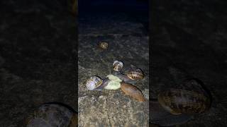 Slugs and Snails Eating Cucumber Super Fast Timelapse shorts slugs snails nature [upl. by Aenej]