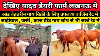 देखिए यादव डेयरी फार्म पर आई बेहतरीन गाय बिक्री के लिए उपलब्ध  yadav dairy farm lucknow gosainganj [upl. by Inele]