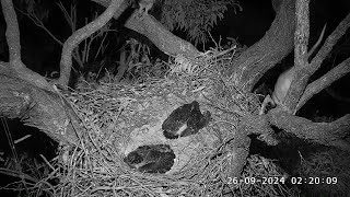 A possum visits the nest tree  022009  SeaEagleCAM4 Live Stream  26092024 [upl. by Ordway]