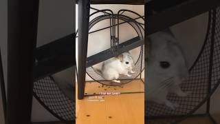 🎤 Vanilla Chinchilla 🎥 chinchillaparu IG shorts [upl. by Hospers13]