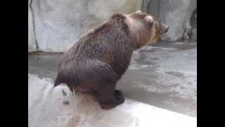 San Diego Zoo Bear Poops [upl. by Atinor448]