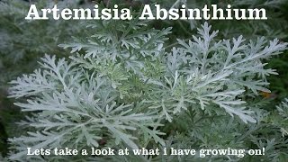 Wormwood  Artemisia absinthium  You wont believe it with your own eyes [upl. by Alleahcim246]