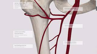 Blood supply to the lower limb [upl. by Neih]