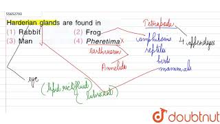 Harderian glands are found in [upl. by Vernier860]