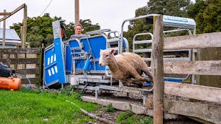 How quickly can you weigh and sort your sheep [upl. by Nitsirt]