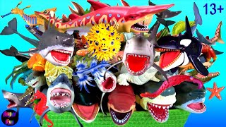 Sea Animals  Sharks Whales Fish Cephalopods Crustaceans Turtles Rays Reptiles 13 [upl. by Fryd]