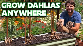 Dahlia Growing 101 Plant Support and Prune Without Killing Them [upl. by Earahc]