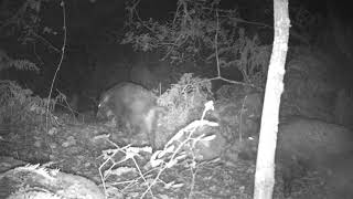 Jabalíes huyendo del Lobo Ibérico [upl. by Irmgard]