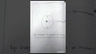 Diakinesis of Prophase I of Meiosis I  Cytological Slide Practical for BSc MSc Zoology [upl. by Killion658]