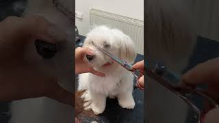 Maltese Puppy first grooming [upl. by Eatnoed]