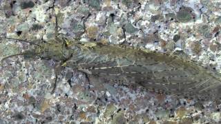 Spring Fishfly Corydalidae Chauliodes rasticornis Female [upl. by Hebbe]