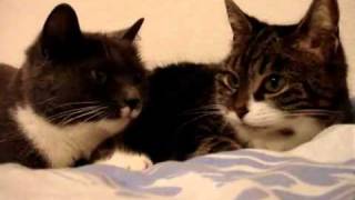 2 Katzen sprechen miteinander [upl. by Giustina239]