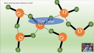 Hydrophobic and Hydrophilic Interaction in Biomolecules Animation [upl. by Reisfield710]