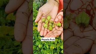 Physalis Fruit  shorts ytshortsviral fruits [upl. by Parthinia]