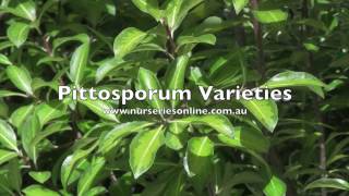 Pittosporum Hedging Plant Varieties [upl. by Aimac]