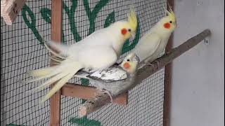 mating cockatiels cockatiel mating [upl. by Hillegass419]