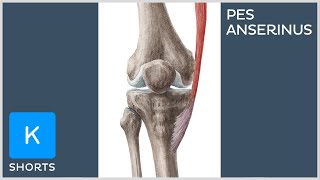 Pes anserinus anatomy mnemonic  Kenhub shorts [upl. by Laney]